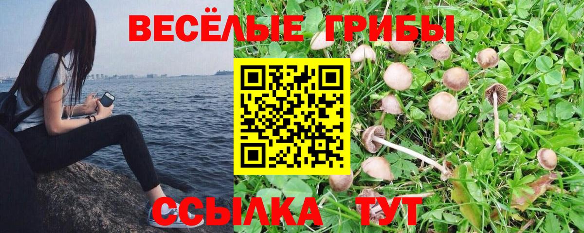 Псилоцибиновые грибы Psilocybine cubensis Белореченск